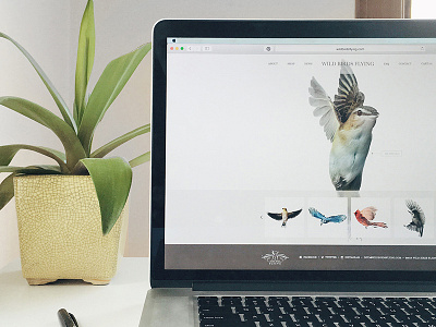 E-commerce Web Design - Wild Birds Flying