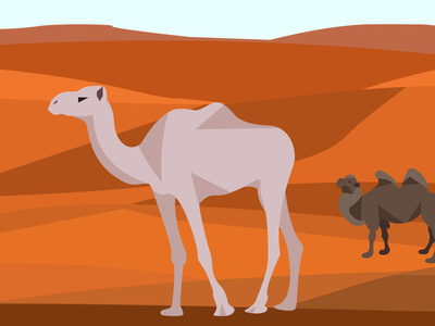 Сamels in the desert minimal nature animal desert сamels flat art vector illustrator illustration