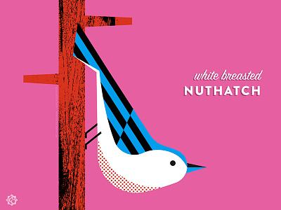 Nerdy birdies no. 3: White Breasted Nuthatch birds geometric illustration the nerdy birdies
