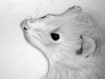 Ferret animal challenge day 2 drawing ferret pencil pet sketch sketchbook