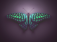 Low Poly Butterfly