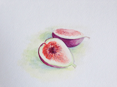 a fig fig fruit watercolor
