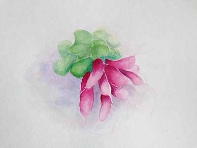 radishes french breakfast radishes radishes vegetable watercolor