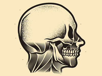 Frenología cartoon character culture design gore illustration pop skull vector