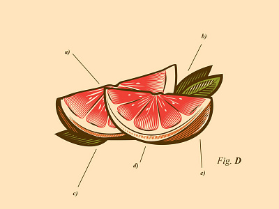 Grapefruit