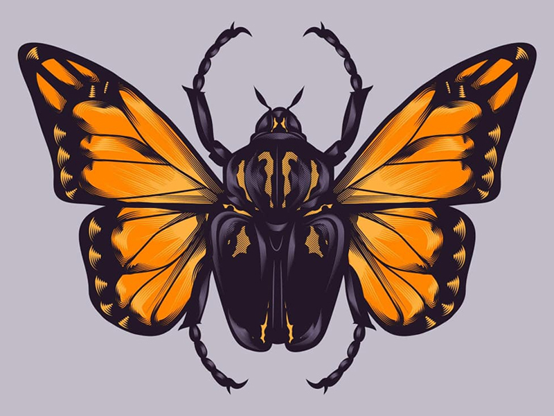 Butterfly Beetle by Manuel Cetina on Dribbble