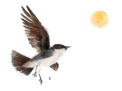 Eastern Kingbird birds illustration kenard pak picture book sun
