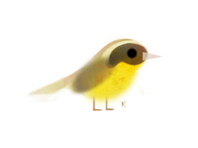 Common Yellowthroat birds