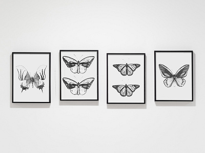 Butterfly Illustration Series drawing hand drawn illustration ink
