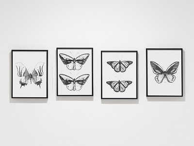 Butterfly Illustration Series