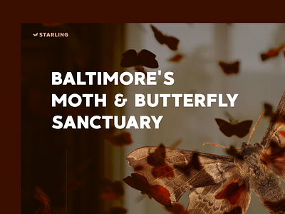 Starling Web Design baltimore branding butterfly colorcode landing page maryland moth museum silence of the lambs starling web design website