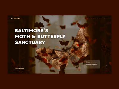 Starling Landing Page Design branding butterfly colorcode landing page moth museum sanctuary web design website