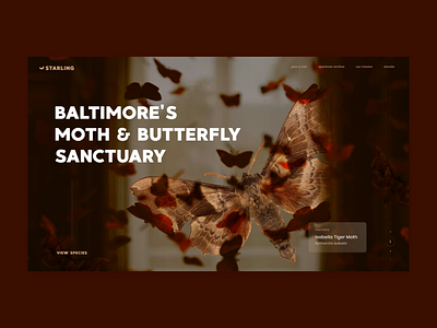 Starling Landing Page Design