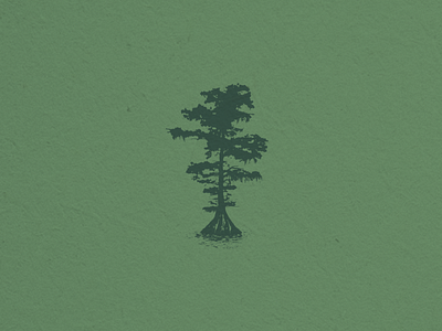 Cypress Tree Illustration Mark baby cypress ecommerce illustration louisiana nature rustic south southern swamp tree