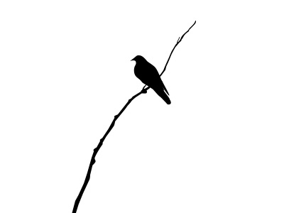 Bird bird black minimal white