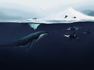 Ocean story design illustraion killer whales ocean orca protect seal seals web whale