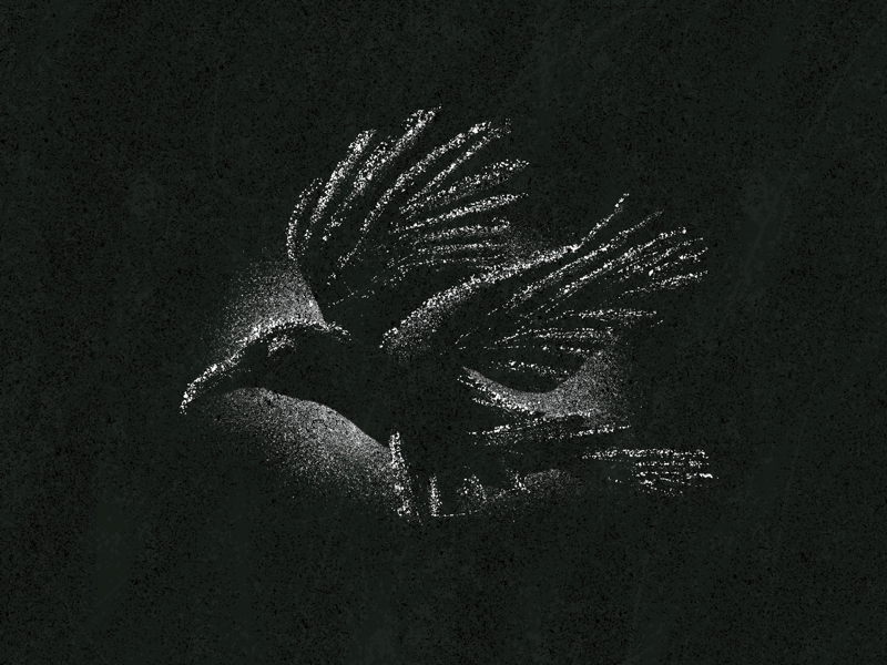 Caw caw by Nick Naretto on Dribbble