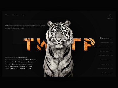 Tiger 2 animal animals webdesign