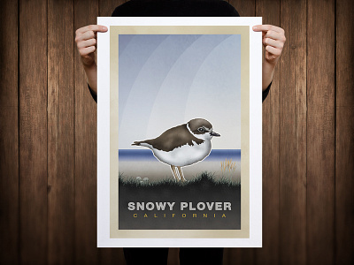 Snowy Plover Poster bird poster snowy plover