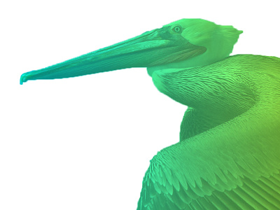 Brown Pelican bird gradient overlay wildlife