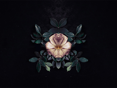 Growing into more, or retreating into less album collage cover flowers symmetry
