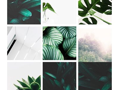 moodBoard artwork branding branding and identity design graphicdesign graphicdesigners logo minimalism moodboard plants textures typography