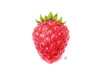 Raspberry advertising airbrush drawing fruit fruit illustration handmade illustration naturalistic packaging pencil plant