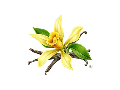 Vanilla advertising airbrush botanical dairy drawing flower fruit handmade illustration naturalistic packaging pencil plant