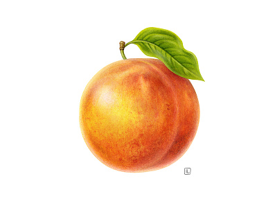 Peach advertising airbrush botanical branding dairy design drawing food food illustration fruit handmade illustration naturalistic packaging