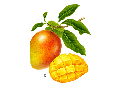 Mango advertising airbrush botanical dairy design drawing food fruit fruit illustration handmade illustration label naturalistic pack packaging pencil plant