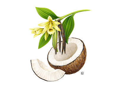 Coconut&Vanilla advertising airbrush artwork botanical coconut dairy design drawing fruit fruit illustration handmade illustration label naturalistic pack packaging pencil vanilla
