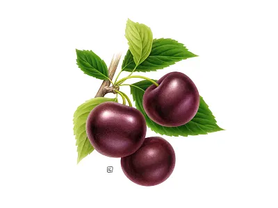 Black cherry advertising airbrush botanical botanical illustration branding dairy design drawing food fruit handmade illustration label naturalistic pack packaging pencil plant