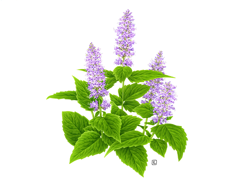 Anise Hyssop by Irene Laschi on Dribbble