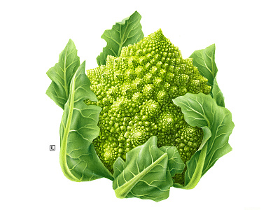 Romanesco Broccoli advertising airbrush botanical botanical illustration design drawing food food illustration handmade illustration naturalistic packaging pencil plant vegetable veggie