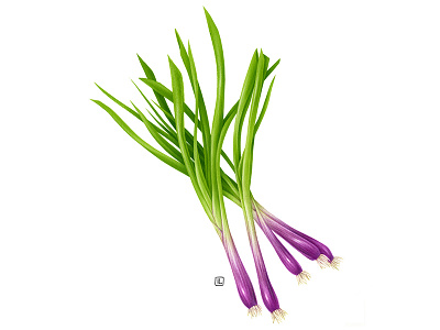 Spring Onion advertising airbrush botanical botanical illustration design drawing food food illustration handmade illustration naturalistic packaging pencil plant vegetable veggie