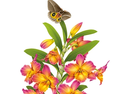 Dendrobium nobile & Automeris zypheria advertising airbrush art botanical botanical illustration butterfly drawing floral flower handmade illustration moth naturalistic orchid pencil pink