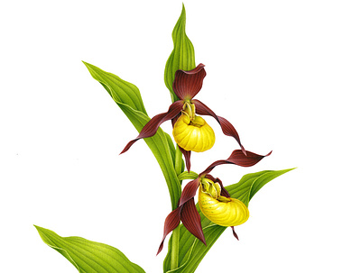 Cypripedium calceolus advertising airbrush botanical botanical illustration drawing floral flower flower illustration handmade illustration naturalistic orchid pencil plant