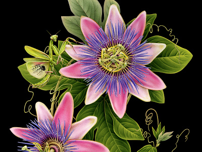 Passionflower x ROSEHIPS