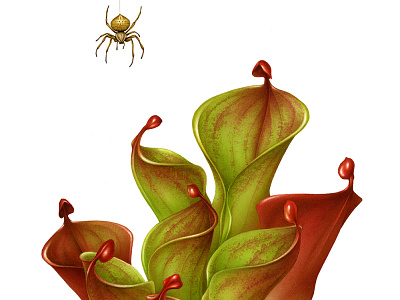 Heliamphora pulchella advertising airbrush botanical botanical art botanical illustration carnivorous design drawing editorial handmade illustration magazine magazine illustration naturalistic plant spider vintage