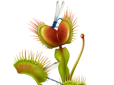 Dionaea muscipula