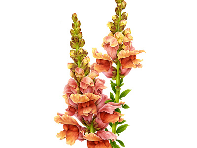 Antirrhinum majus - Snapdragon advertising airbrush botanical botanical illustration design drawing fashion floral floral design flower handmade illustration naturalistic pencil pink vintage