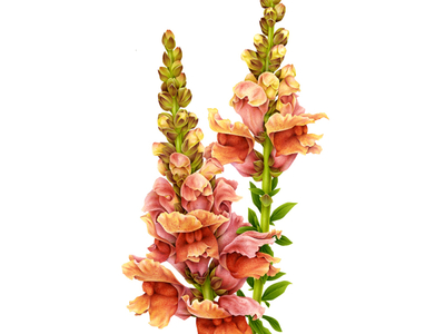 Antirrhinum majus - Snapdragon advertising airbrush botanical botanical illustration design drawing fashion floral floral design flower handmade illustration naturalistic pencil pink vintage