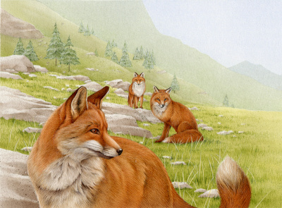 Foxes