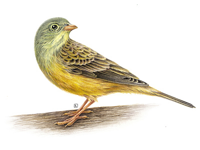 Emberiza hortulana