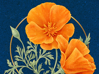 California Poppy