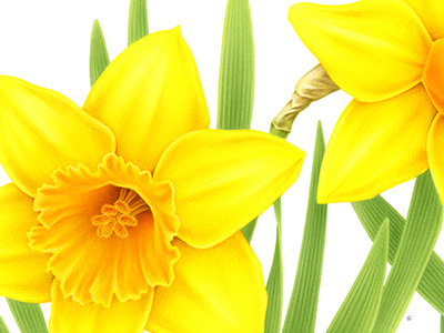Daffodil x PRINTEMPS PARIS