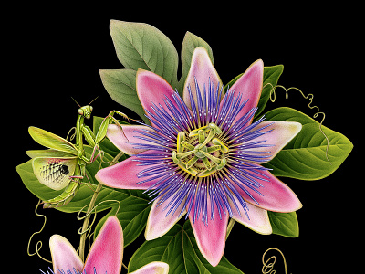 Passionflower&Mantis advertising airbrush animal botanical brush design drawing fashion flower handmade illustration insect leaves mantis naturalistic nature passionflower pattern pencil plant