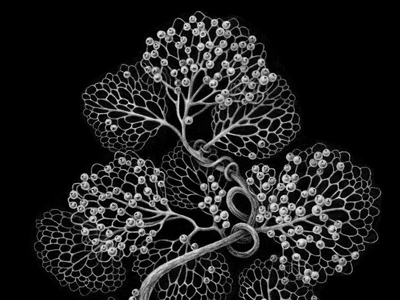 Illustration x MICOSAN naturalistic plant medicine fantasy scientific plate vintage haeckel algae package fungi chiaroscuro ink drawing ink pencil bw drawing packaging illustration advertising