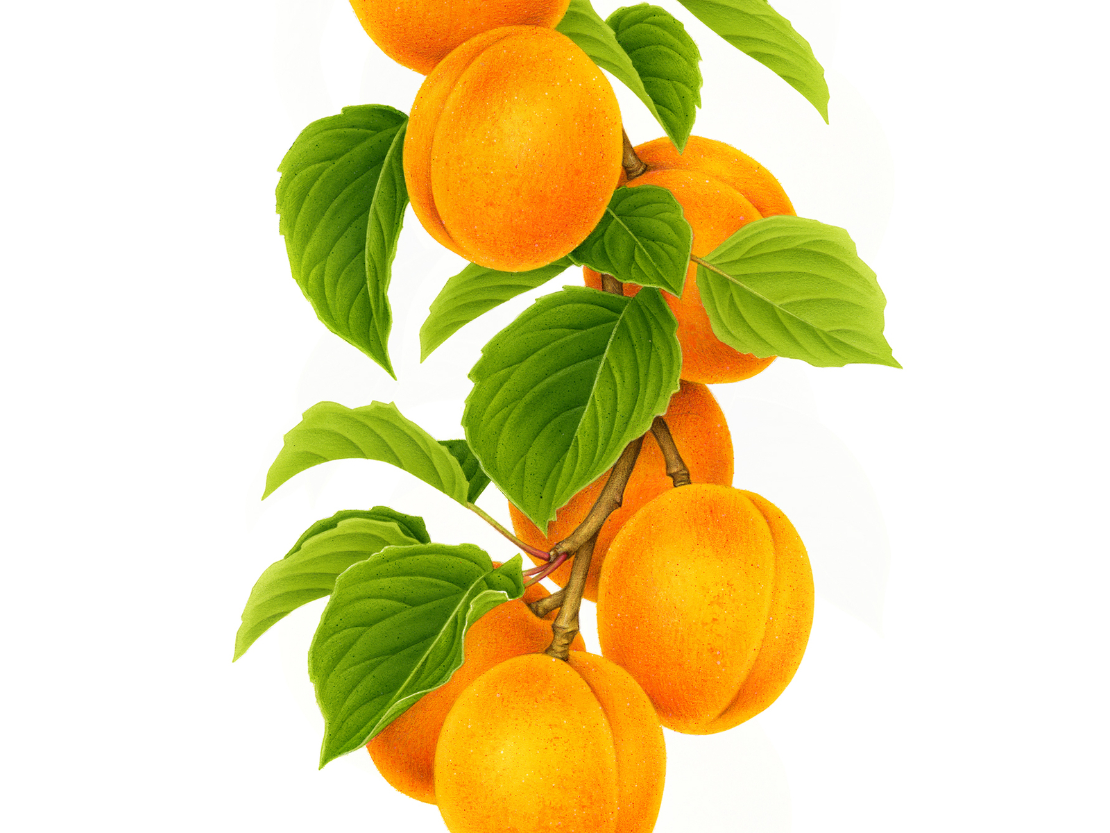 Apricot orange. Жердела и Урюк. Абрикос на прозрачном фоне. Абрикос на белом фоне. Абрикос на ветке.