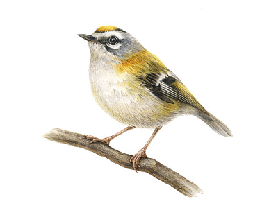 European birds: Firecrest (Regulus ignicapilla) advertising animal bird color drawing europe handmade illustration ink naturalistic nature packaging pencil realistic watercolor